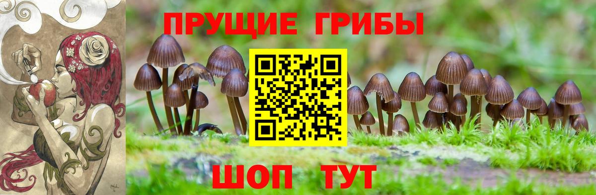 Галлюциногенные грибы Psilocybe Вольск